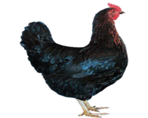 ATAK-S TAVUĞU ÖZELLİKLERİ