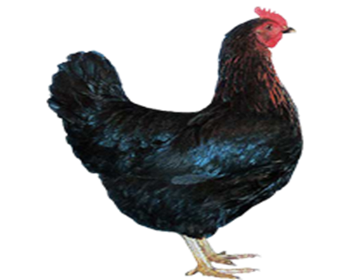 Atak-S ile Lohmann Brown, Isa Brown veya Atabey ırklarının karşılaştırması